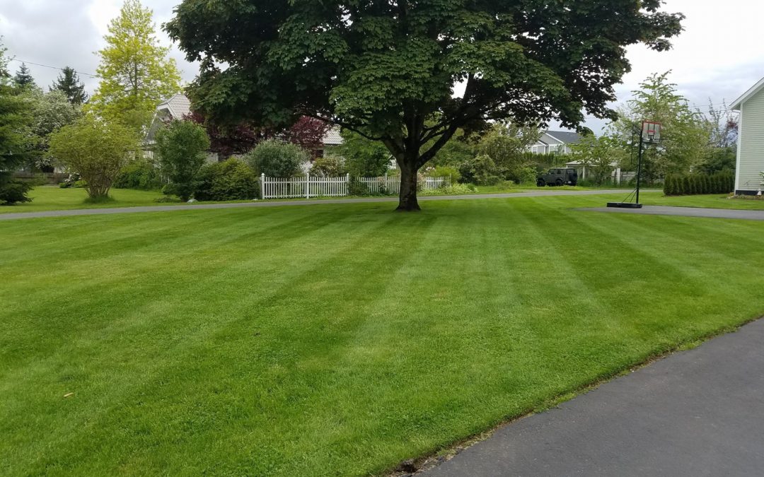 When Hiring A Professional Lawn Service, Clean Cut Lawn Service Landscape Sons
