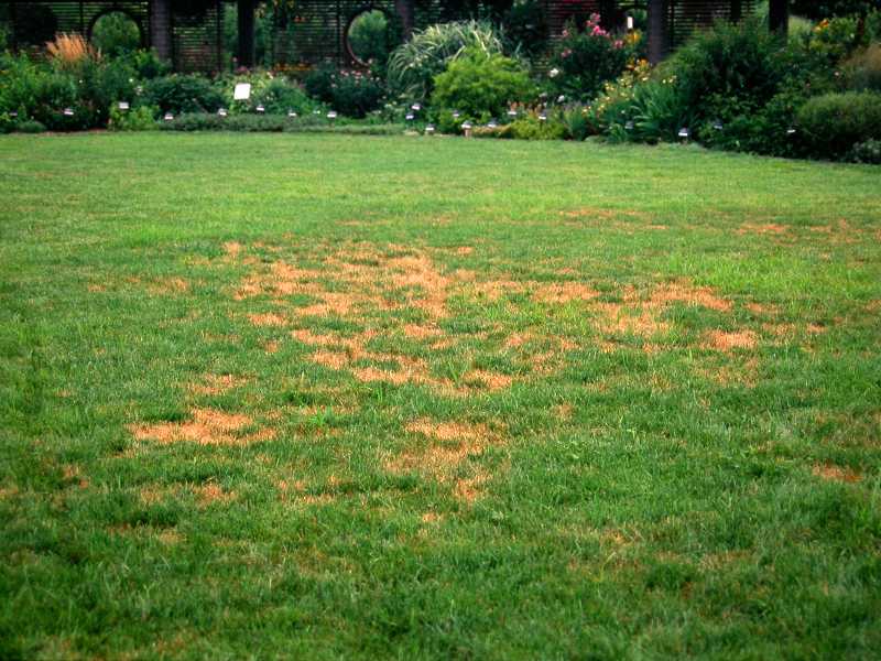 Common Reasons for Grass Brown Spots & How To Fix Them